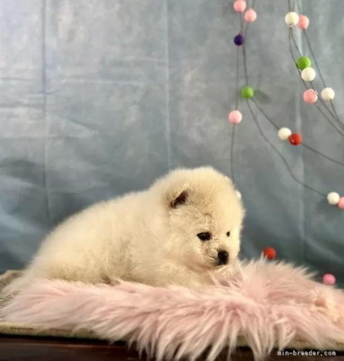 �|�����j�A���̎q���iID:1241111045�j��3���ڂ̎ʐ^/�X�V��:2026-01-13