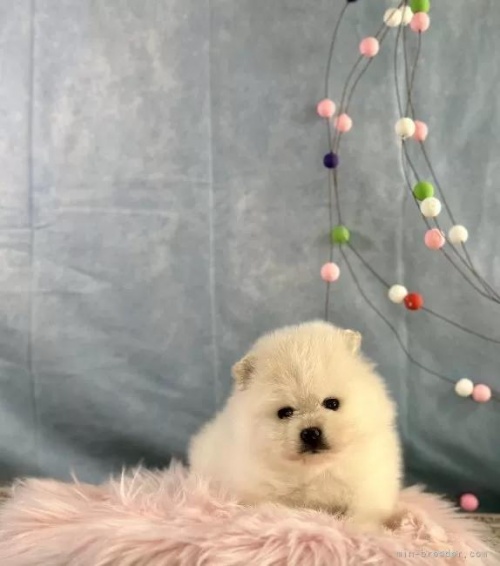 �|�����j�A���̎q���iID:1241111045�j��4���ڂ̎ʐ^/�X�V��:2026-01-13