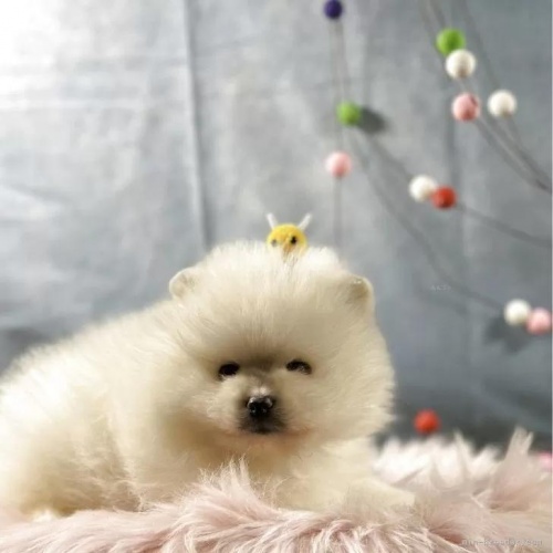 �|�����j�A���̎q���iID:1241111046�j��1���ڂ̎ʐ^/�X�V��:2026-01-13