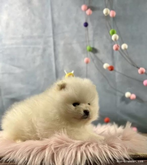 �|�����j�A���̎q���iID:1241111046�j��2���ڂ̎ʐ^/�X�V��:2026-01-13