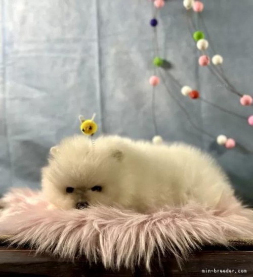 �|�����j�A���̎q���iID:1241111046�j��4���ڂ̎ʐ^/�X�V��:2026-01-13