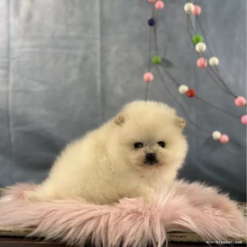 �|�����j�A���̎q���iID:1241111047�j��1���ڂ̎ʐ^/�X�V��:2026-01-13