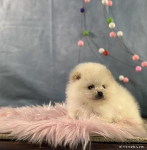 �|�����j�A���̎q���iID:1241111047�j��2���ڂ̎ʐ^/�X�V��:2026-01-13