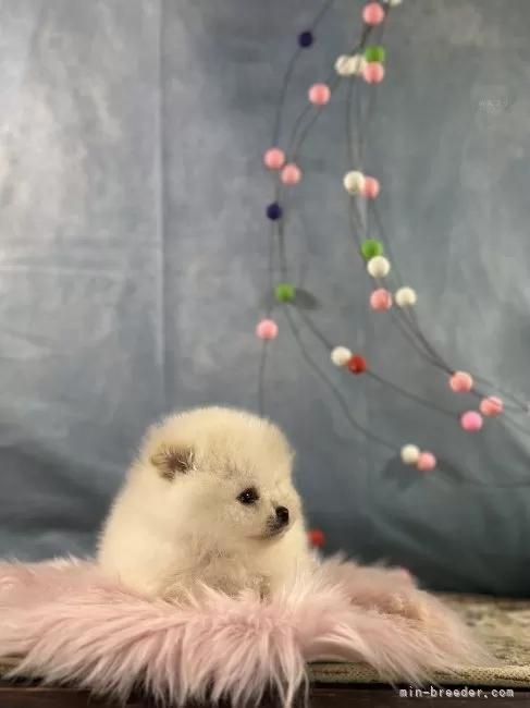 �|�����j�A���̎q���iID:1241111047�j��4���ڂ̎ʐ^/�X�V��:2026-01-13