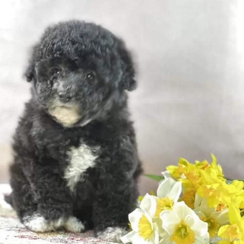 �g�C�v�[�h���̎q���iID:1241111048�j��1���ڂ̎ʐ^/�X�V��:2026-01-13