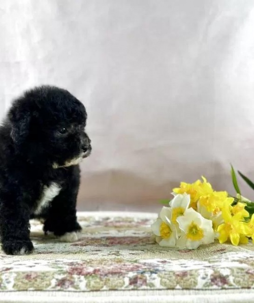 �g�C�v�[�h���̎q���iID:1241111048�j��3���ڂ̎ʐ^/�X�V��:2026-01-13