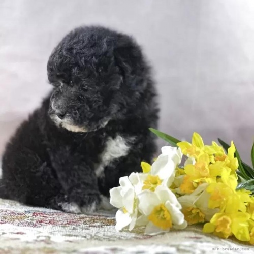 �g�C�v�[�h���̎q���iID:1241111048�j��4���ڂ̎ʐ^/�X�V��:2026-01-13