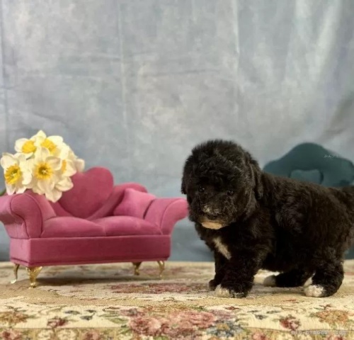 �g�C�v�[�h���̎q���iID:1241111048�j��5���ڂ̎ʐ^/�X�V��:2026-01-13