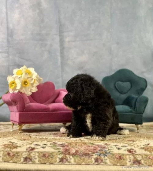 �g�C�v�[�h���̎q���iID:1241111048�j��6���ڂ̎ʐ^/�X�V��:2026-01-13