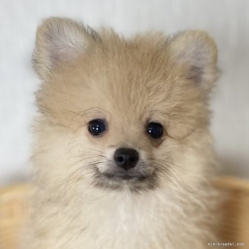 ポメラニアンの子犬（ID:1241211048）の1枚目の写真/更新日:2022-09-05