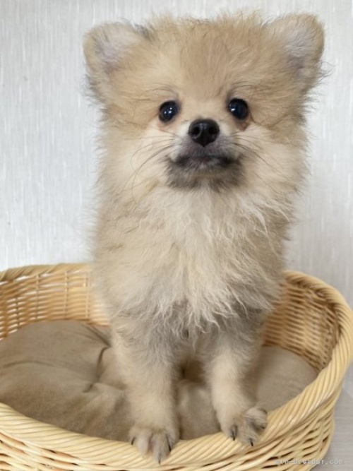 ポメラニアンの子犬（ID:1241211048）の2枚目の写真/更新日:2022-09-05