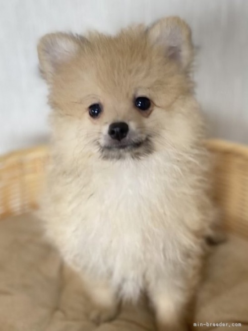 ポメラニアンの子犬（ID:1241211048）の3枚目の写真/更新日:2022-09-05