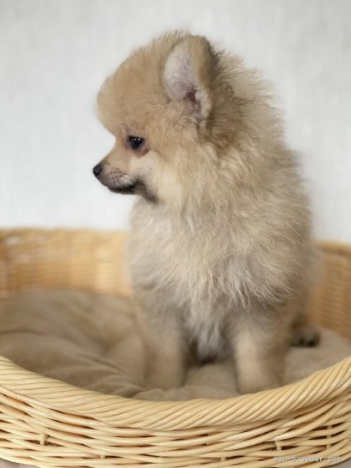 ポメラニアンの子犬（ID:1241211048）の5枚目の写真/更新日:2022-09-05