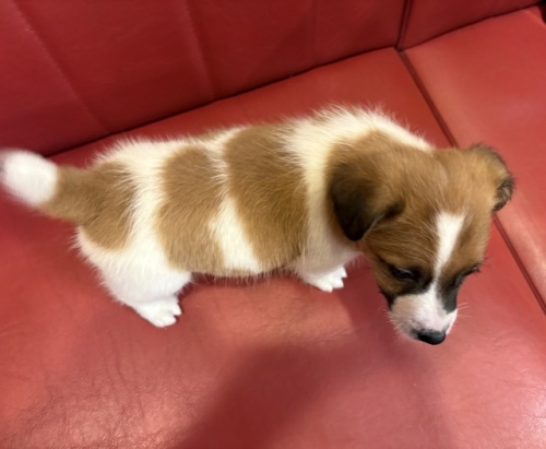 WbNbZeA̎qiID:1241311064j4ڂ̎ʐ^/XV:2025-11-18