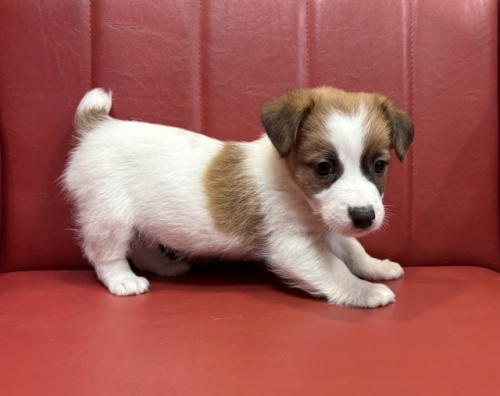 WbNbZeA̎qiID:1241311077j3ڂ̎ʐ^/XV:2025-11-18