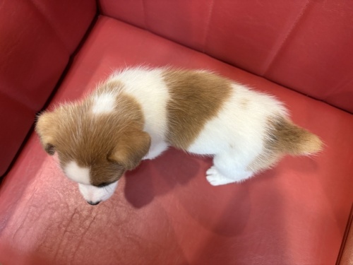 WbNbZeA̎qiID:1241311077j4ڂ̎ʐ^/XV:2025-11-18