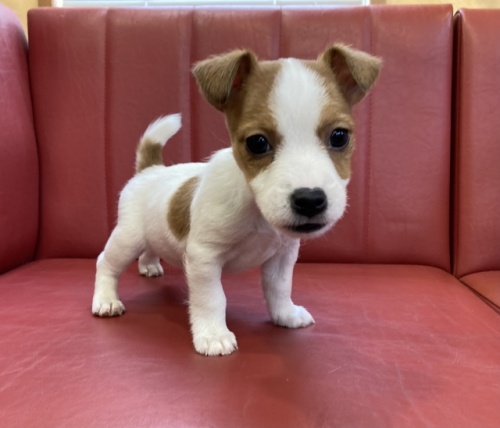 ジャックラッセルテリアの子犬（ID:1241311216）の1枚目の写真/更新日:2024-02-23
