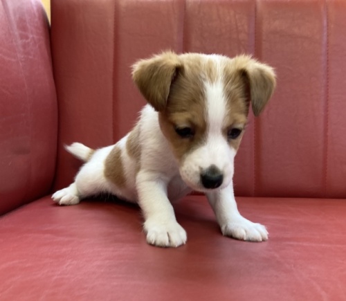 ジャックラッセルテリアの子犬（ID:1241311229）の3枚目の写真/更新日:2024-02-23