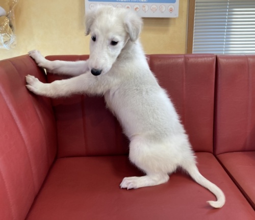 ボルゾイの子犬（ID:1241311239）の3枚目の写真/更新日:2022-01-14