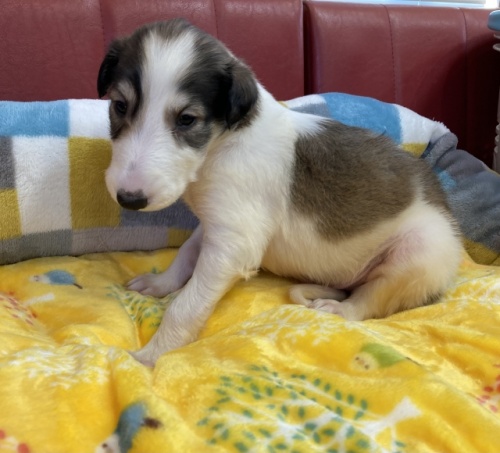 ボルゾイの子犬（ID:1241311288）の1枚目の写真/更新日:2022-05-20