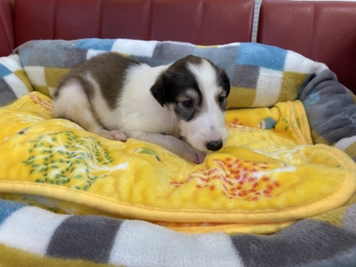 ボルゾイの子犬（ID:1241311288）の3枚目の写真/更新日:2022-05-20