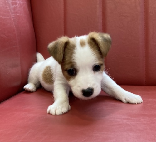 ジャックラッセルテリアの子犬（ID:1241311293）の1枚目の写真/更新日:2024-02-23