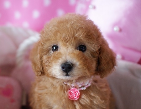 トイプードルの子犬(ID:1241511001)の1枚目の写真/更新日:2014-06-13