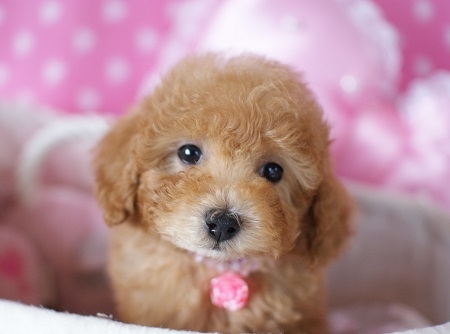 トイプードルの子犬(ID:1241511001)の2枚目の写真/更新日:2014-06-13
