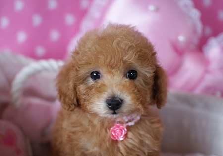 トイプードルの子犬(ID:1241511001)の3枚目の写真/更新日:2014-06-13
