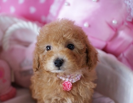 トイプードルの子犬(ID:1241511001)の4枚目の写真/更新日:2014-06-13