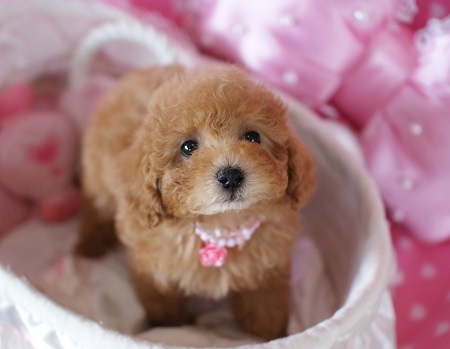 トイプードルの子犬(ID:1241511001)の5枚目の写真/更新日:2014-06-13