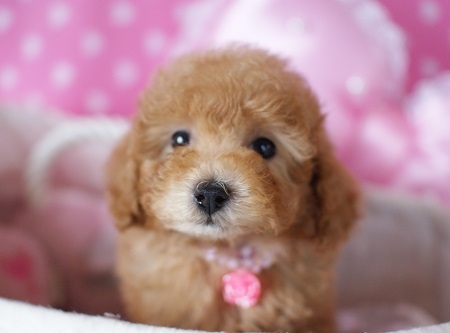トイプードルの子犬(ID:1241511001)の6枚目の写真/更新日:2014-06-13