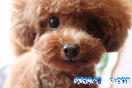 トイプードルの子犬(ID:1241511001)の7枚目の写真/更新日:2014-06-13