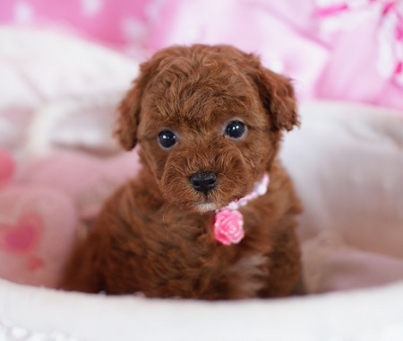トイプードルの子犬(ID:1241511002)の1枚目の写真/更新日:2014-06-13
