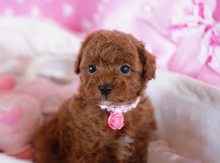 トイプードルの子犬(ID:1241511002)の2枚目の写真/更新日:2014-06-13