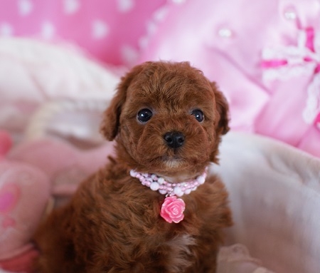 トイプードルの子犬(ID:1241511002)の3枚目の写真/更新日:2014-06-13