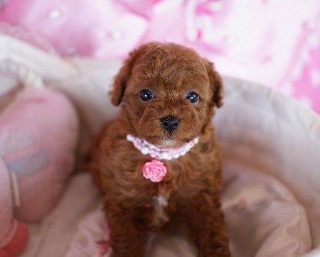 トイプードルの子犬(ID:1241511002)の4枚目の写真/更新日:2014-06-13
