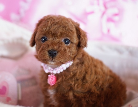 トイプードルの子犬(ID:1241511002)の5枚目の写真/更新日:2014-06-13