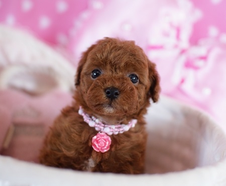 トイプードルの子犬(ID:1241511002)の6枚目の写真/更新日:2014-06-13