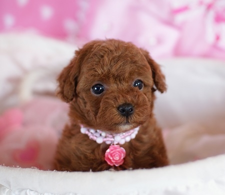 トイプードルの子犬(ID:1241511002)の7枚目の写真/更新日:2014-06-13