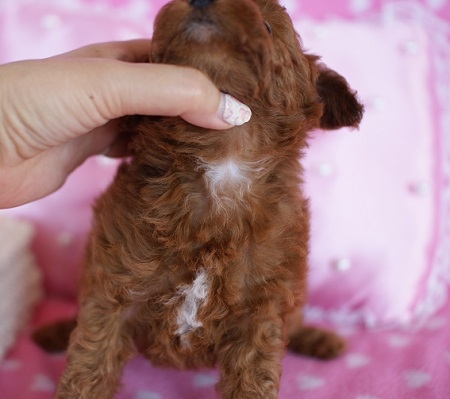 トイプードルの子犬(ID:1241511002)の8枚目の写真/更新日:2014-06-13