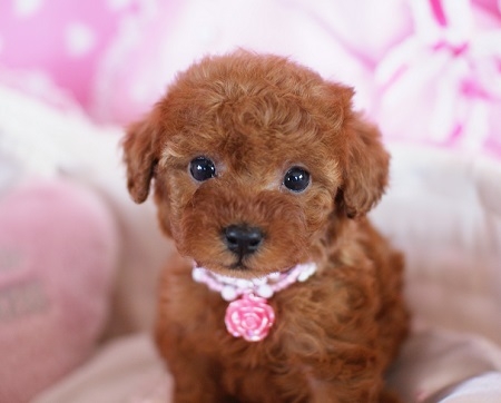 トイプードルの子犬(ID:1241511003)の1枚目の写真/更新日:2014-06-13