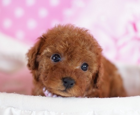 トイプードルの子犬(ID:1241511003)の2枚目の写真/更新日:2014-06-13