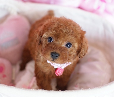 トイプードルの子犬(ID:1241511003)の3枚目の写真/更新日:2014-06-13