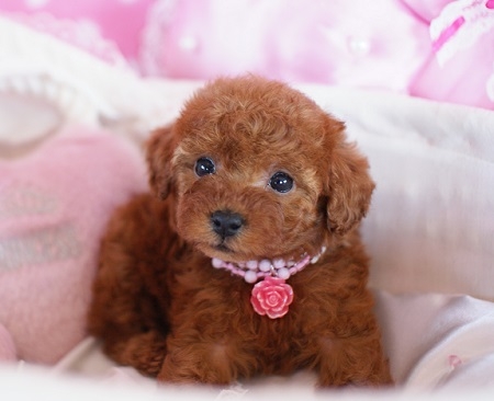 トイプードルの子犬(ID:1241511003)の4枚目の写真/更新日:2014-06-13