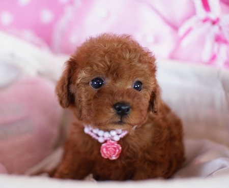 トイプードルの子犬(ID:1241511003)の5枚目の写真/更新日:2014-06-13