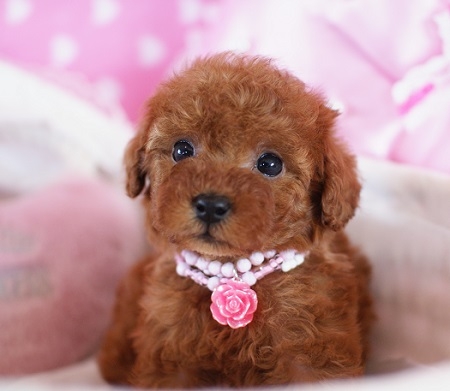 トイプードルの子犬(ID:1241511003)の6枚目の写真/更新日:2014-06-13