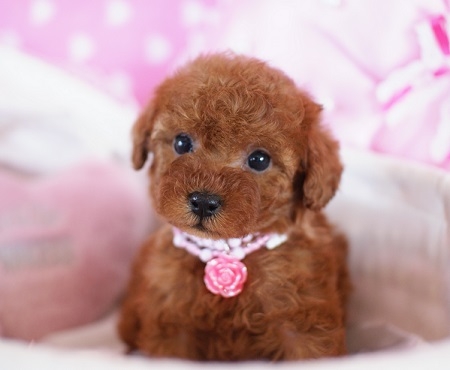 トイプードルの子犬(ID:1241511003)の7枚目の写真/更新日:2014-06-13