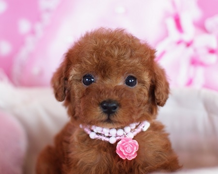トイプードルの子犬(ID:1241511003)の8枚目の写真/更新日:2014-06-13