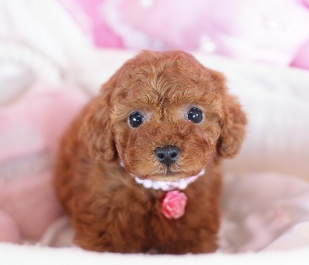 トイプードルの子犬(ID:1241511004)の1枚目の写真/更新日:2014-06-13